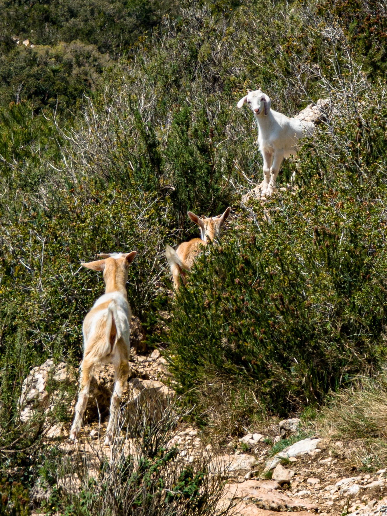 Local hiking Marxuquera